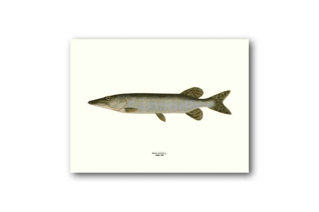 Affisch medium gädda