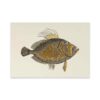 ROSSI Skissblock John Dory fish A5