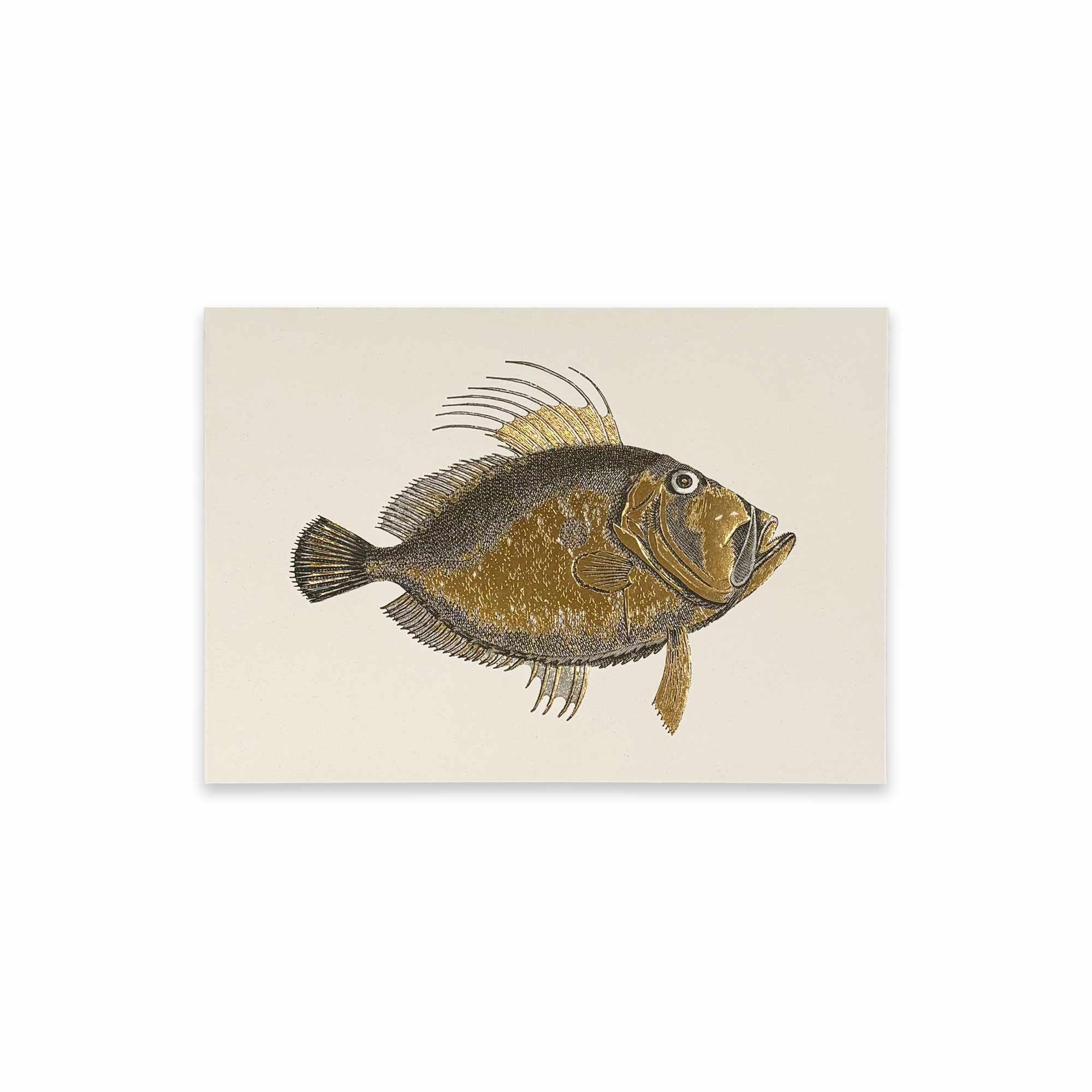 ROSSI Skissblock John Dory fish A6 ROSSI Skissblock John Dory fish A6
