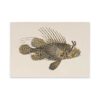 ROSSI Skissblock Scorpion fish A5
