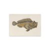ROSSI Skissblock Wrasse fish A6
