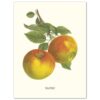 Affisch Medium Äpple Goldreinette von Blenheim