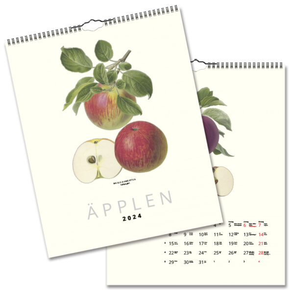 Väggkalender Äpplen 2024