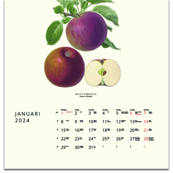 Väggkalender Äpplen 2024 kalendarie