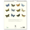 Väggkalender Fjärilar 2024 baksida