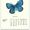 Väggkalender Fjärilar 2024 kalendarie