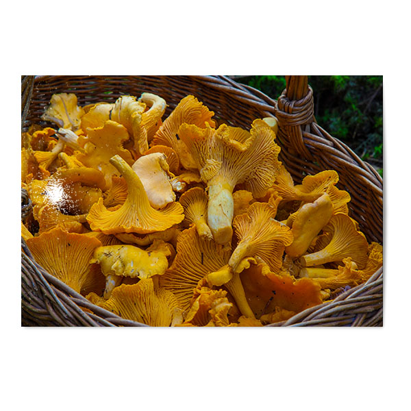 Vykort Kantareller i korg