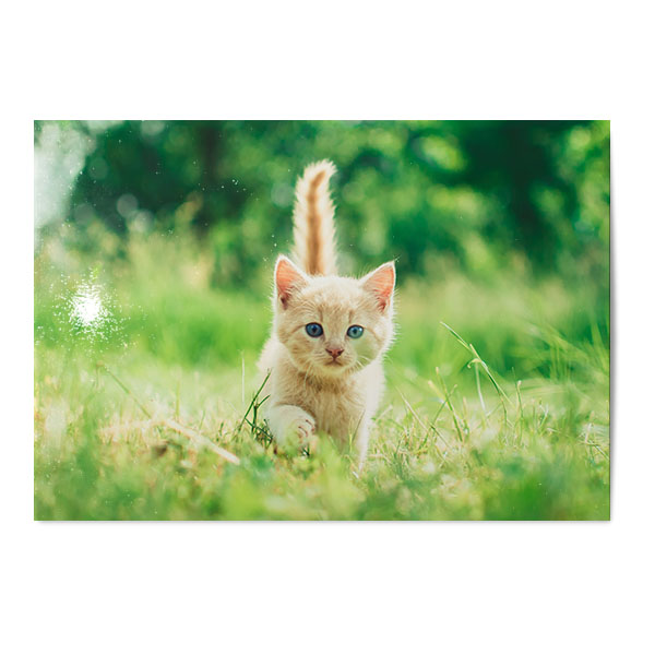 Vykort Katt 1