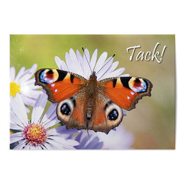 Vykort Tack Fjäril