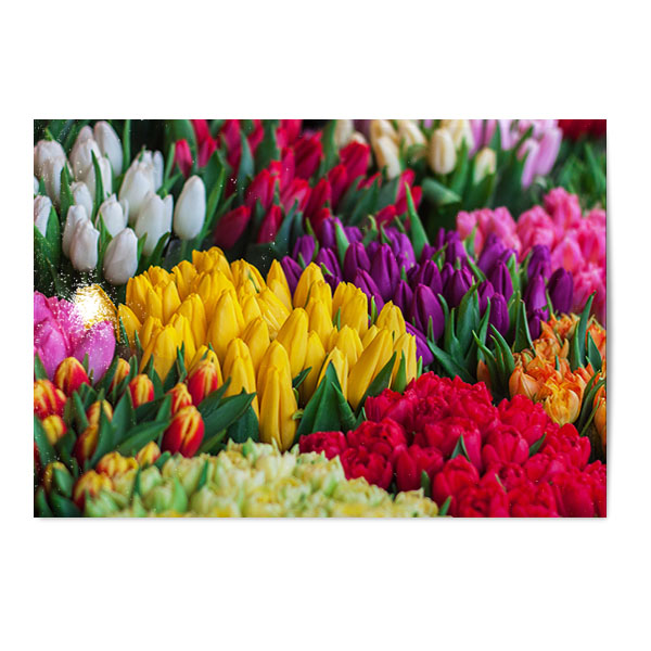 Vykort Tulpaner 1