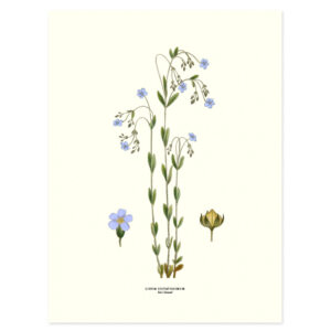 Affisch Medium Linblomma