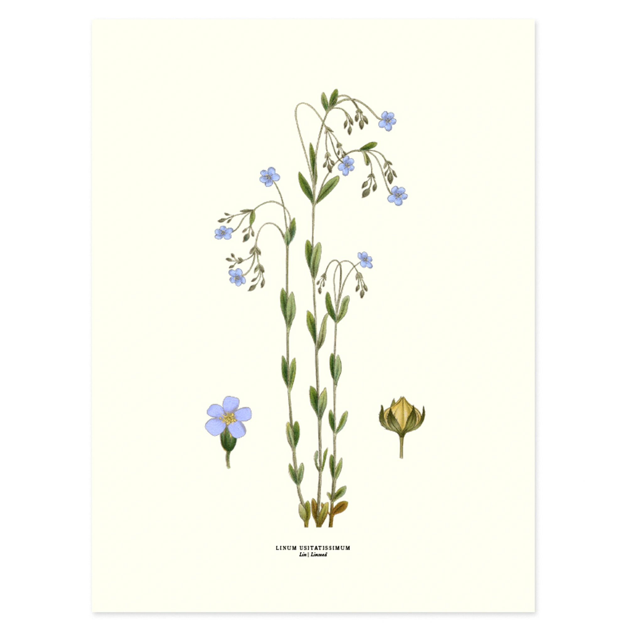 Affisch Medium Linblomma