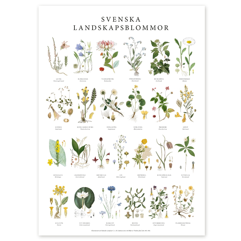 Poster Landskapsblommor 50x70
