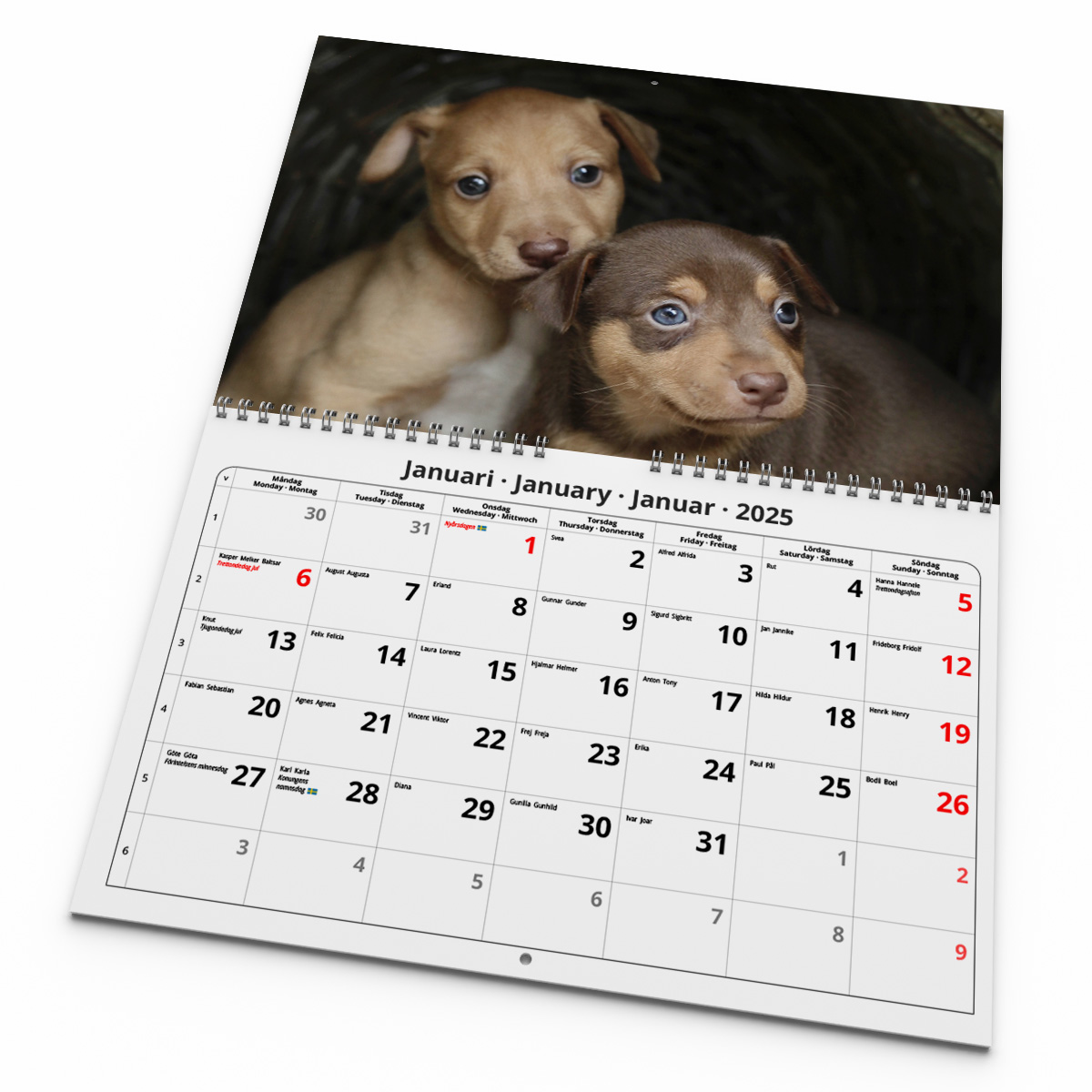 Väggkalender Hundar Medium 2025 Kalendarie