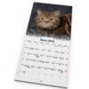 Väggkalender Katter Mini 2025 Kalendarie