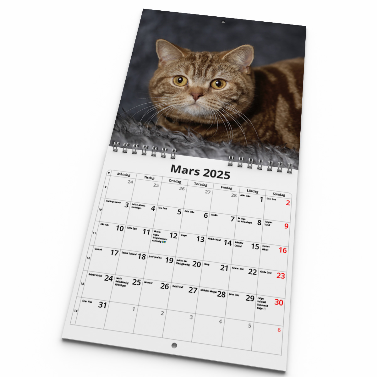 Väggkalender Katter Mini 2025 Kalendarie