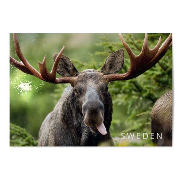 Vykort Älg 2