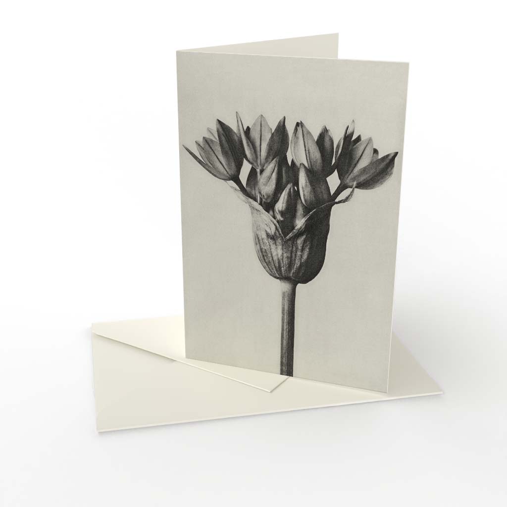 Kort vikt Karl Blossfeldt 1