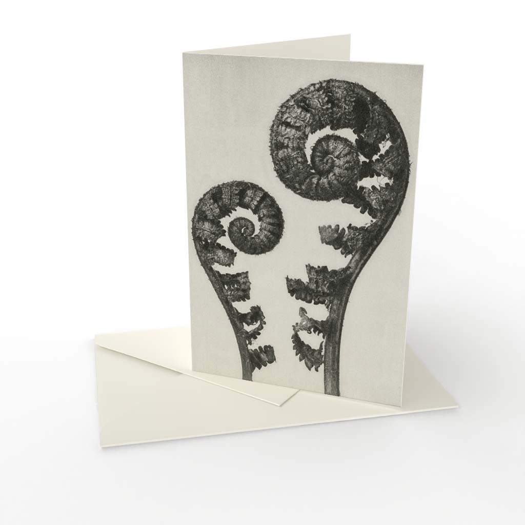 Kort vikt Karl Blossfeldt 2