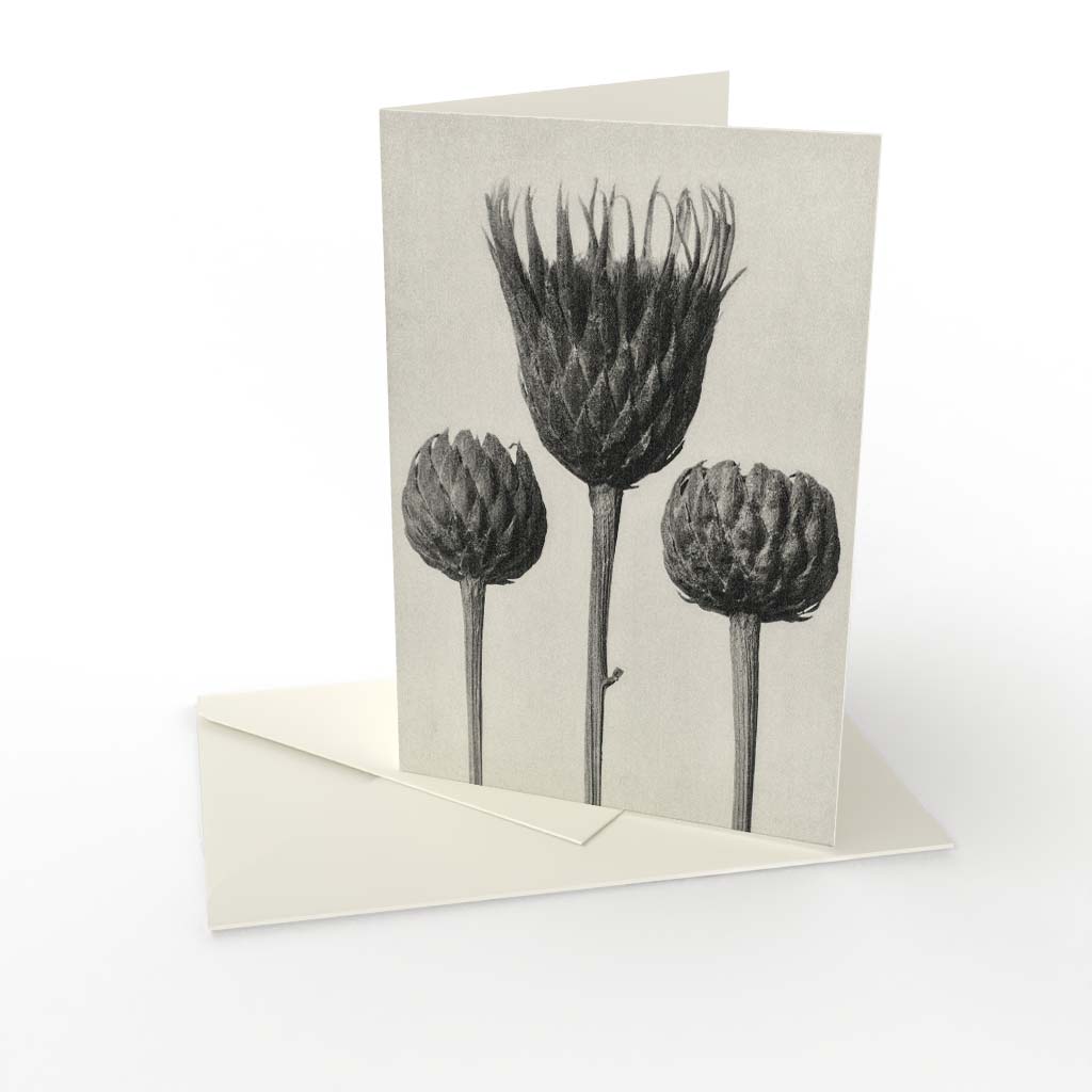 Kort vikt Karl Blossfeldt 3