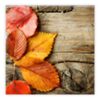 Matservetter 20p Höstlöv på planka