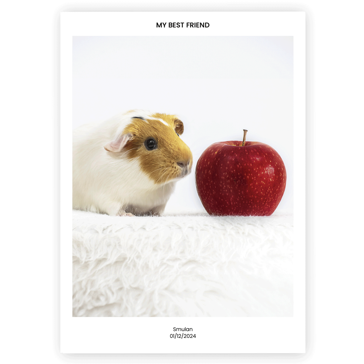 Fotoposter Marsvin 4 utan ram