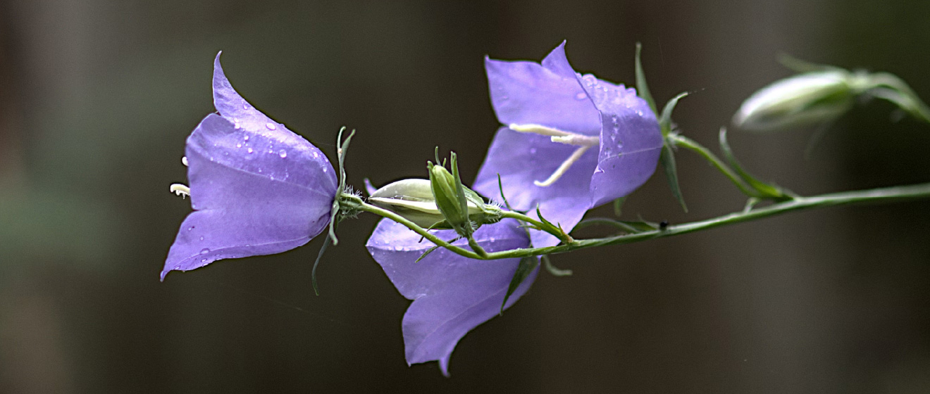 Sveriges landskapsblommor Blogg