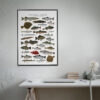 Poster Nordiska fiskar 50x70 2