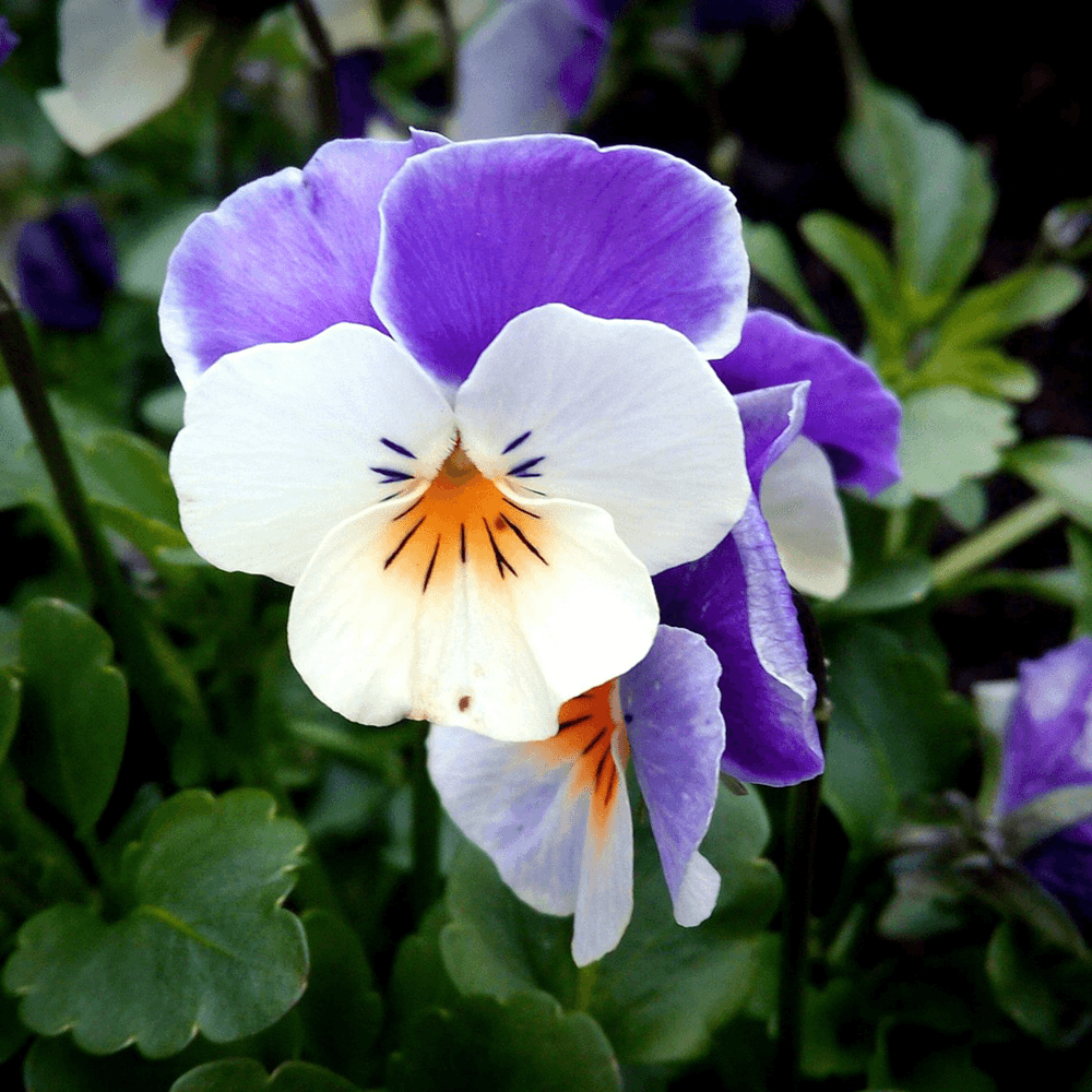 Ångermanlands landskapsblomma styvmorsviol