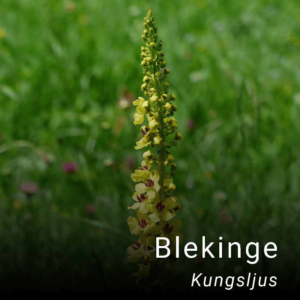 Blekinges landskapsblomma kungsljus