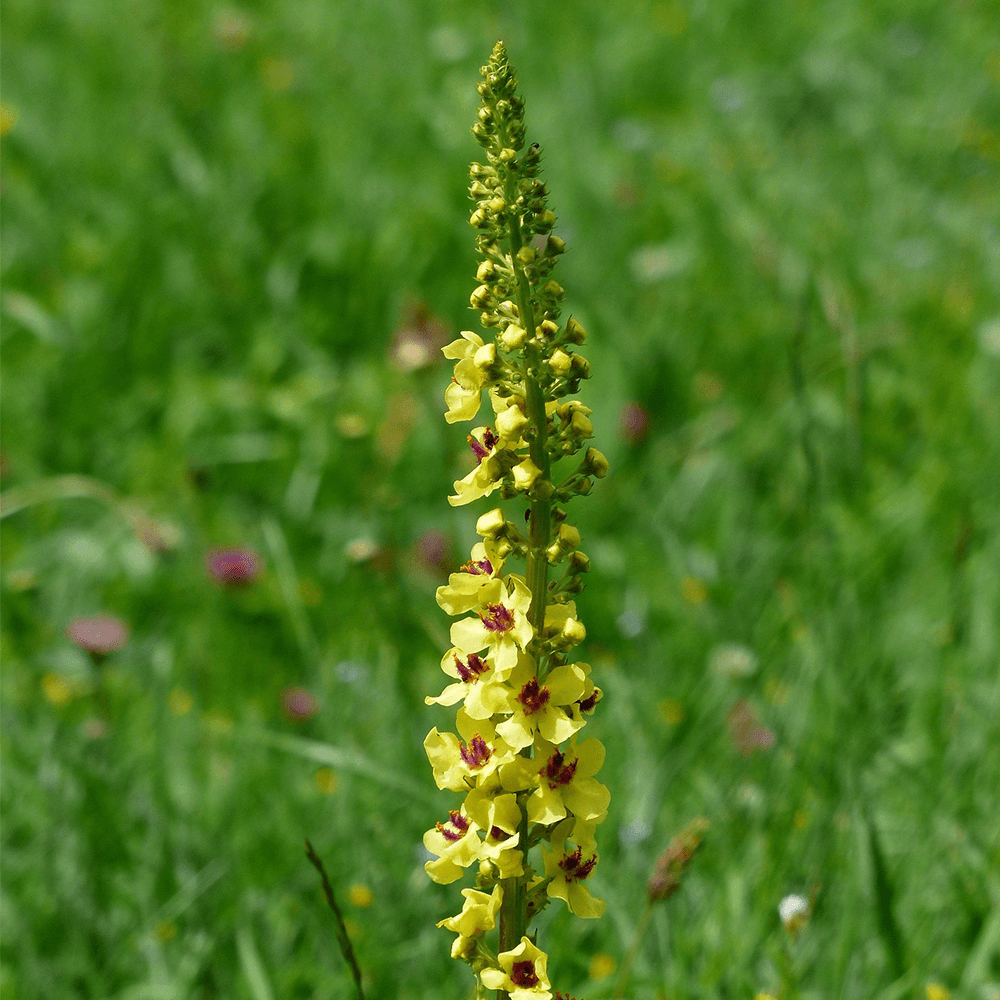 blekinges_landskapsblomma_kungsljus Blekinges landskapsblomma kungsljus