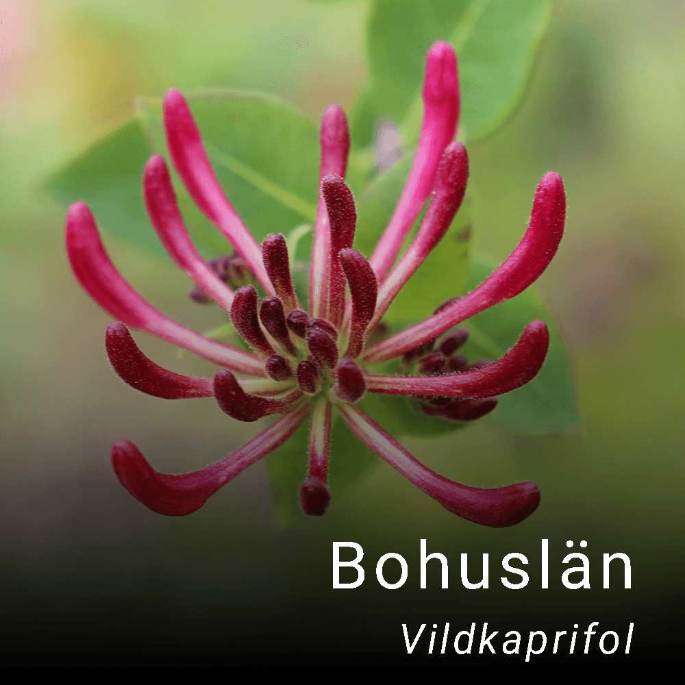 Bohusläns landskapsblomma