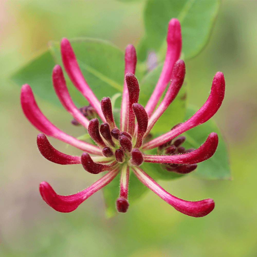Bohusläns landskapsblomma vildkaprifol