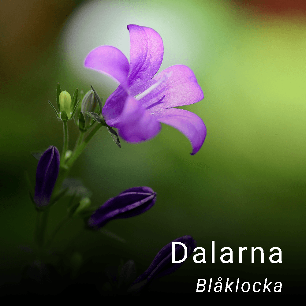 Dalarnas landskapsblomma blåklocka