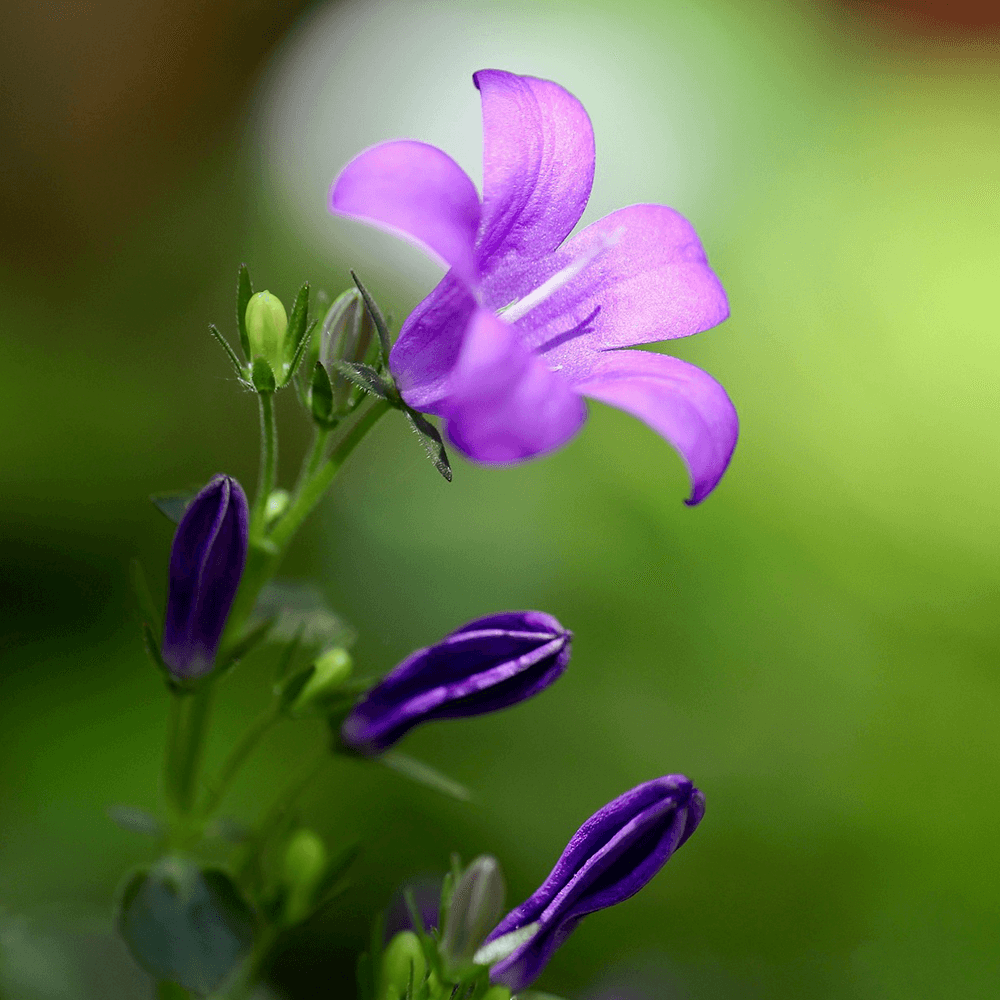 Dalarnas landskapsblomma blåklocka