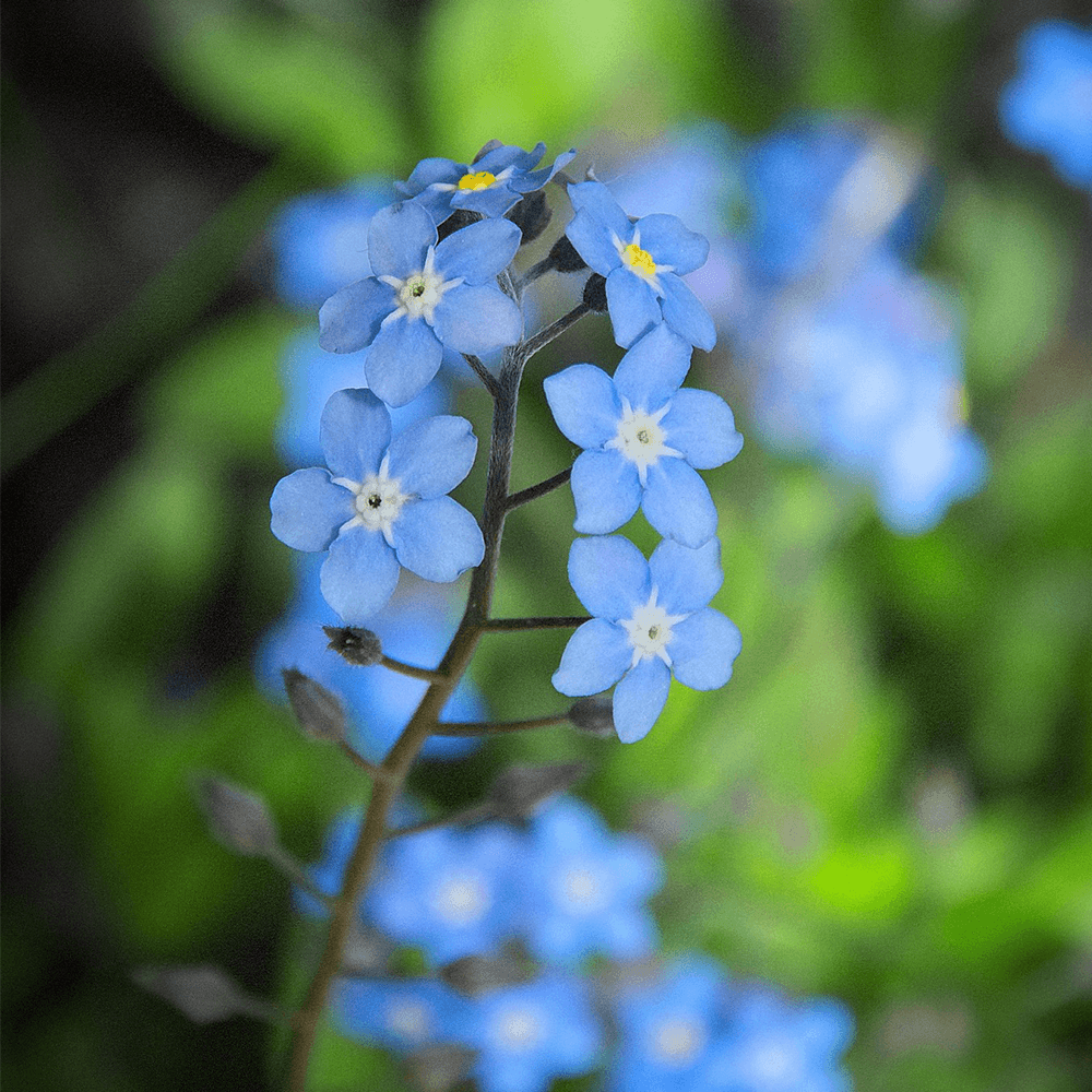 Dalslands landskapsblomma förgätmigej