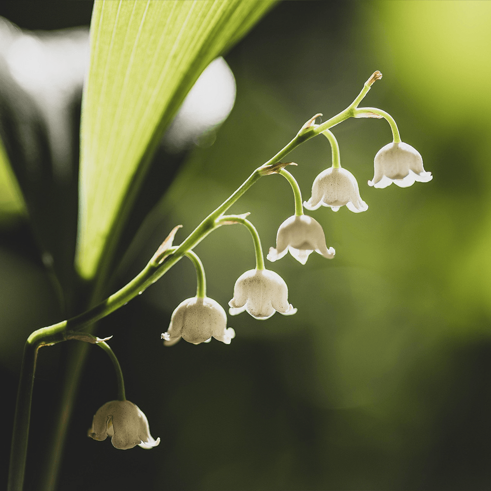 gästriklands landskapsblomma liljekonvalj