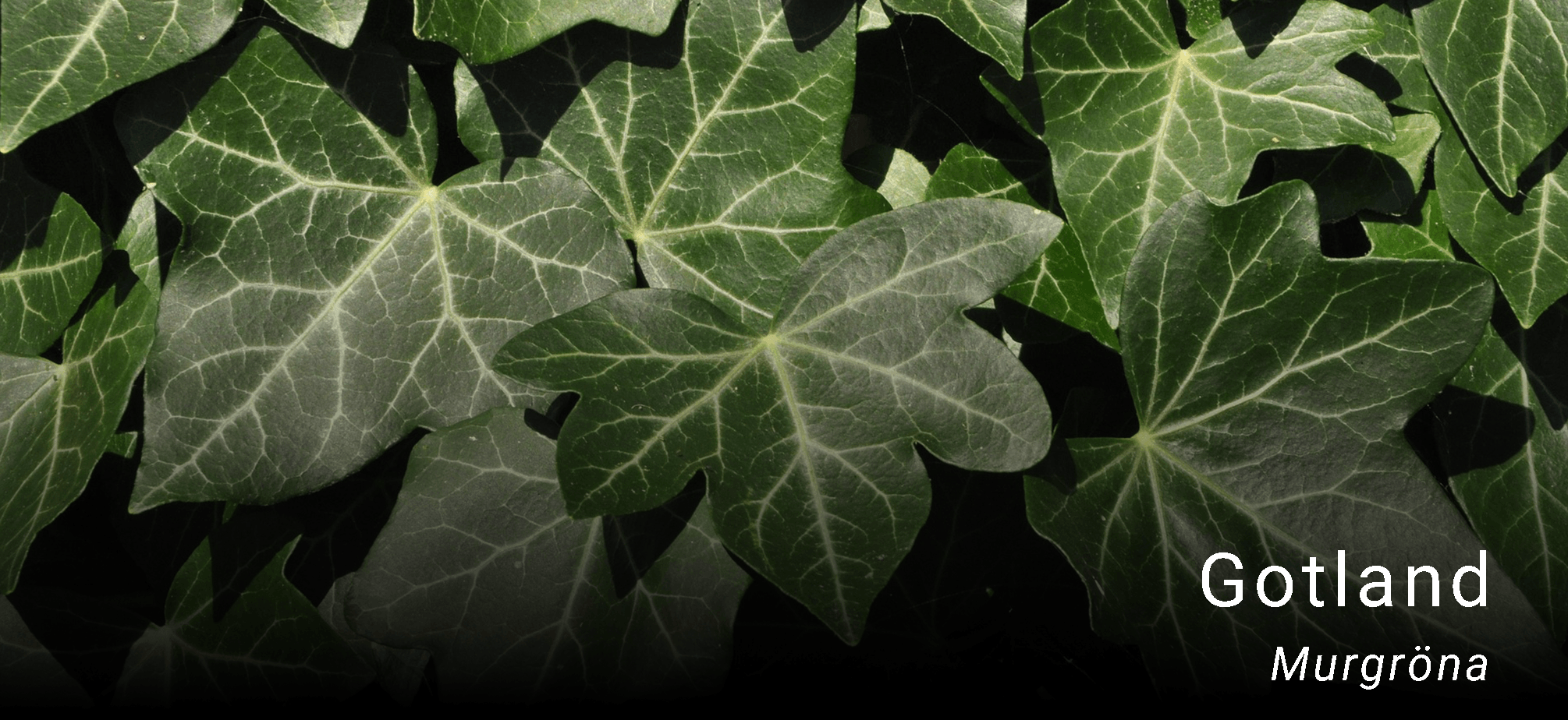 Gotlands landskapsblomma murgröna