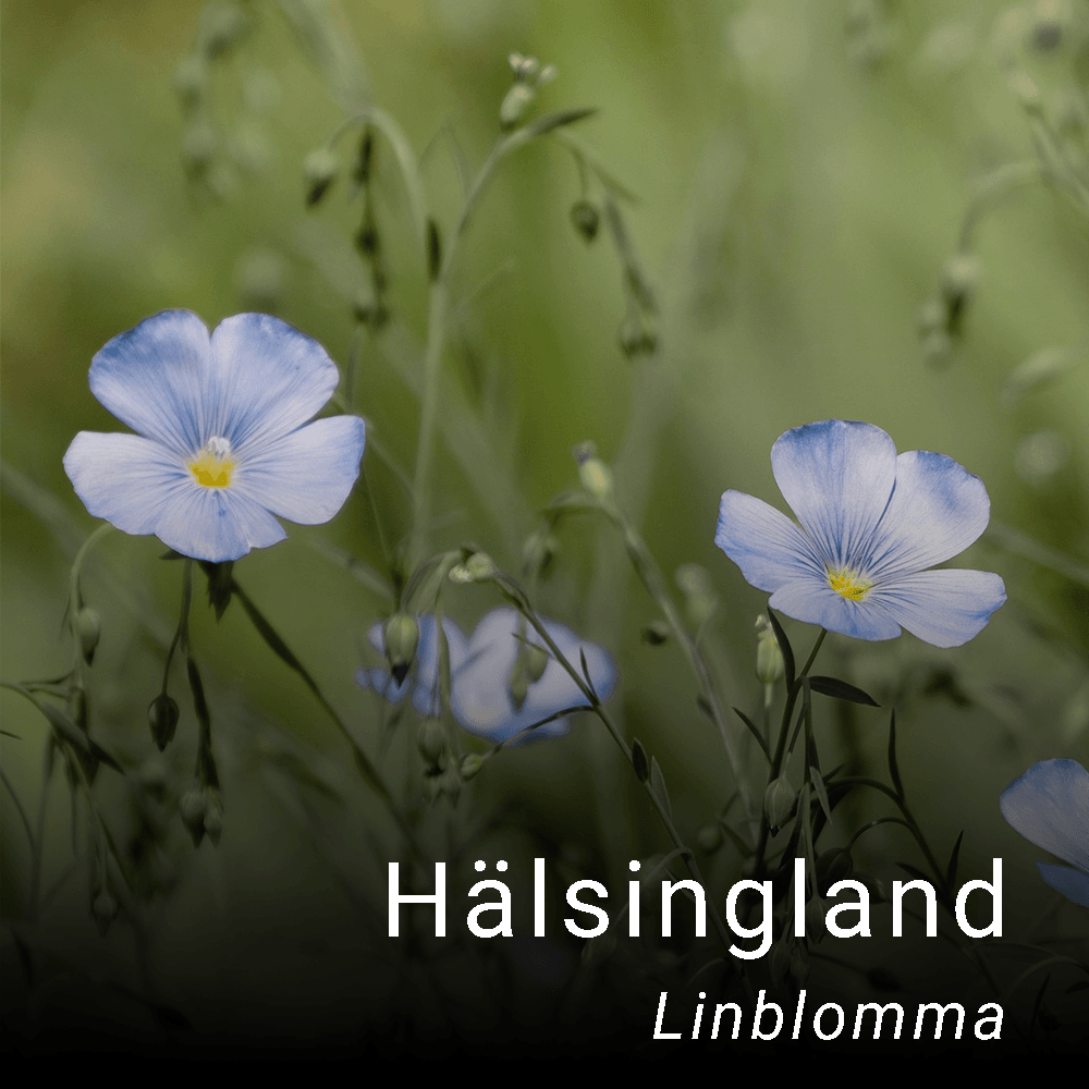Hälsinglands landskapsblomma