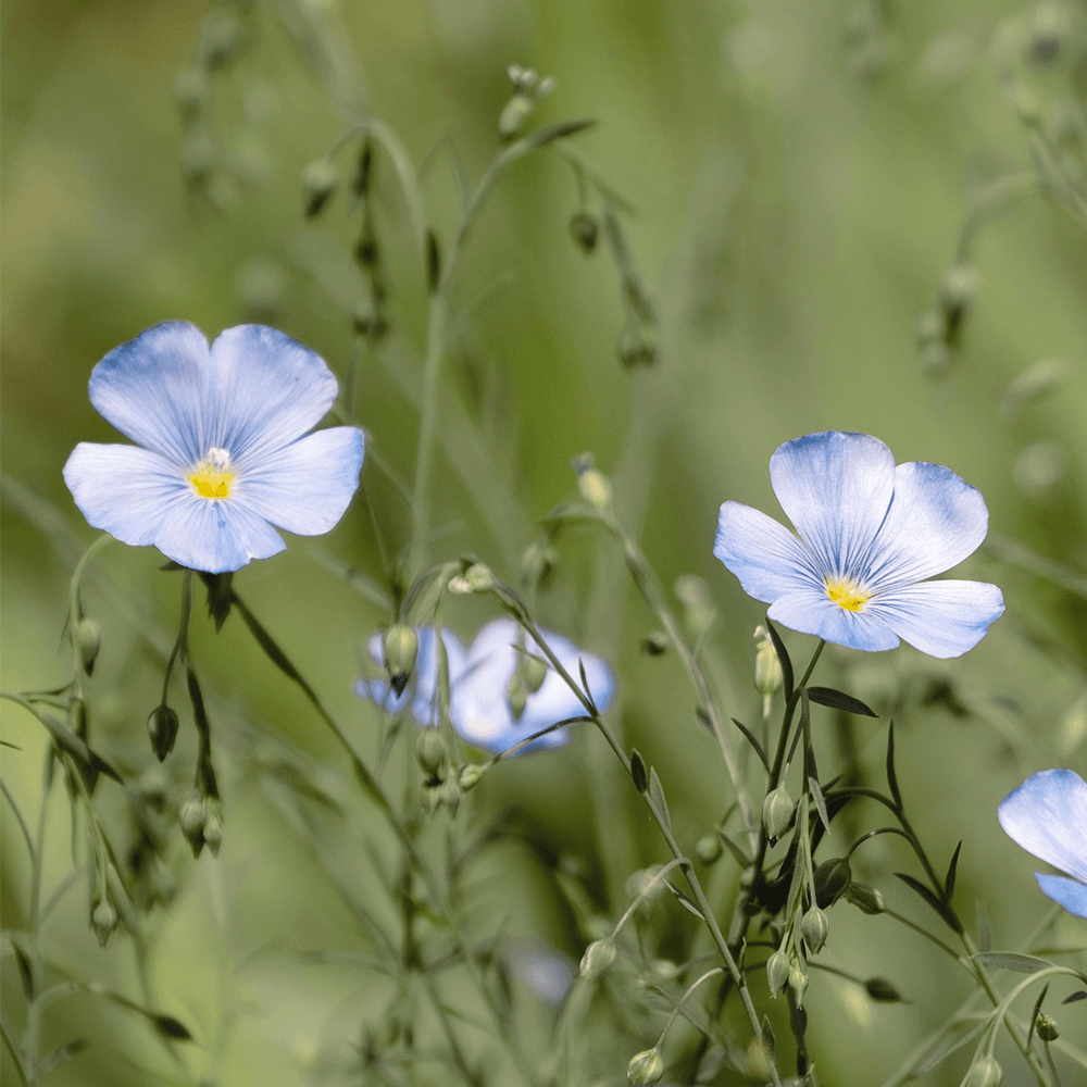 Hälsinglands landskapsblomma linblomma