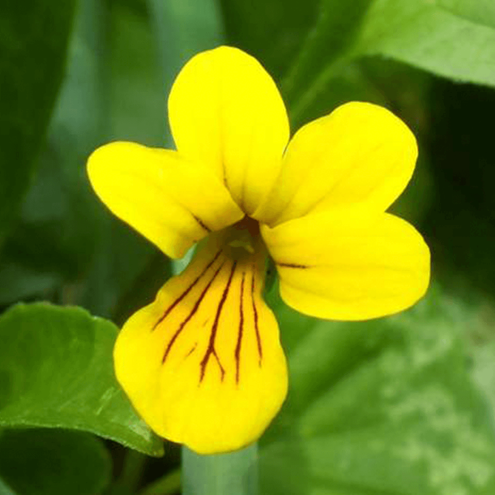 Härjedalens landskapsblomma fjällviol