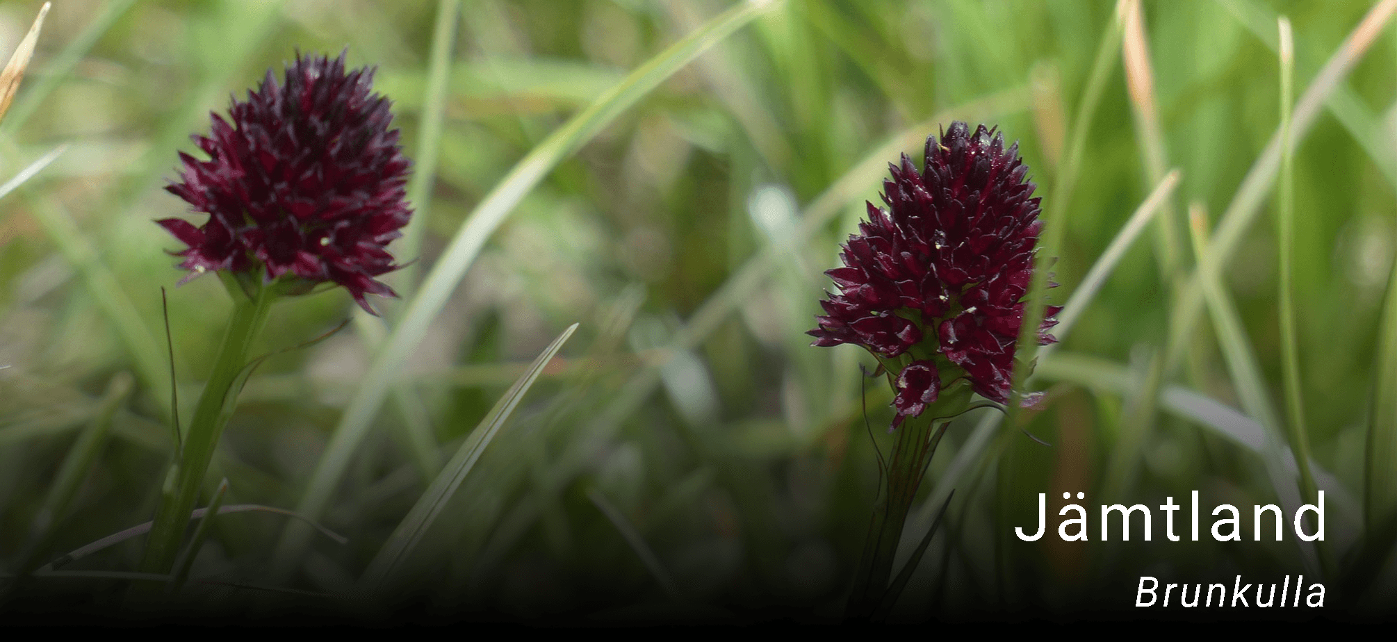 Jämtlands landskapsblomma