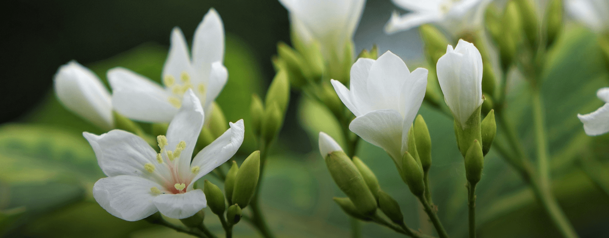 Blommor i juni
