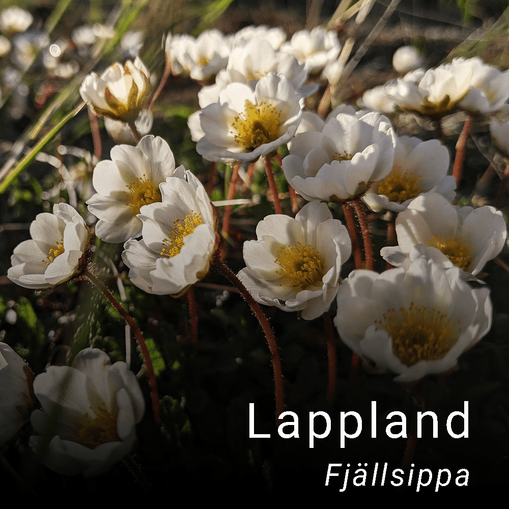 Lapplands landskapsblomma