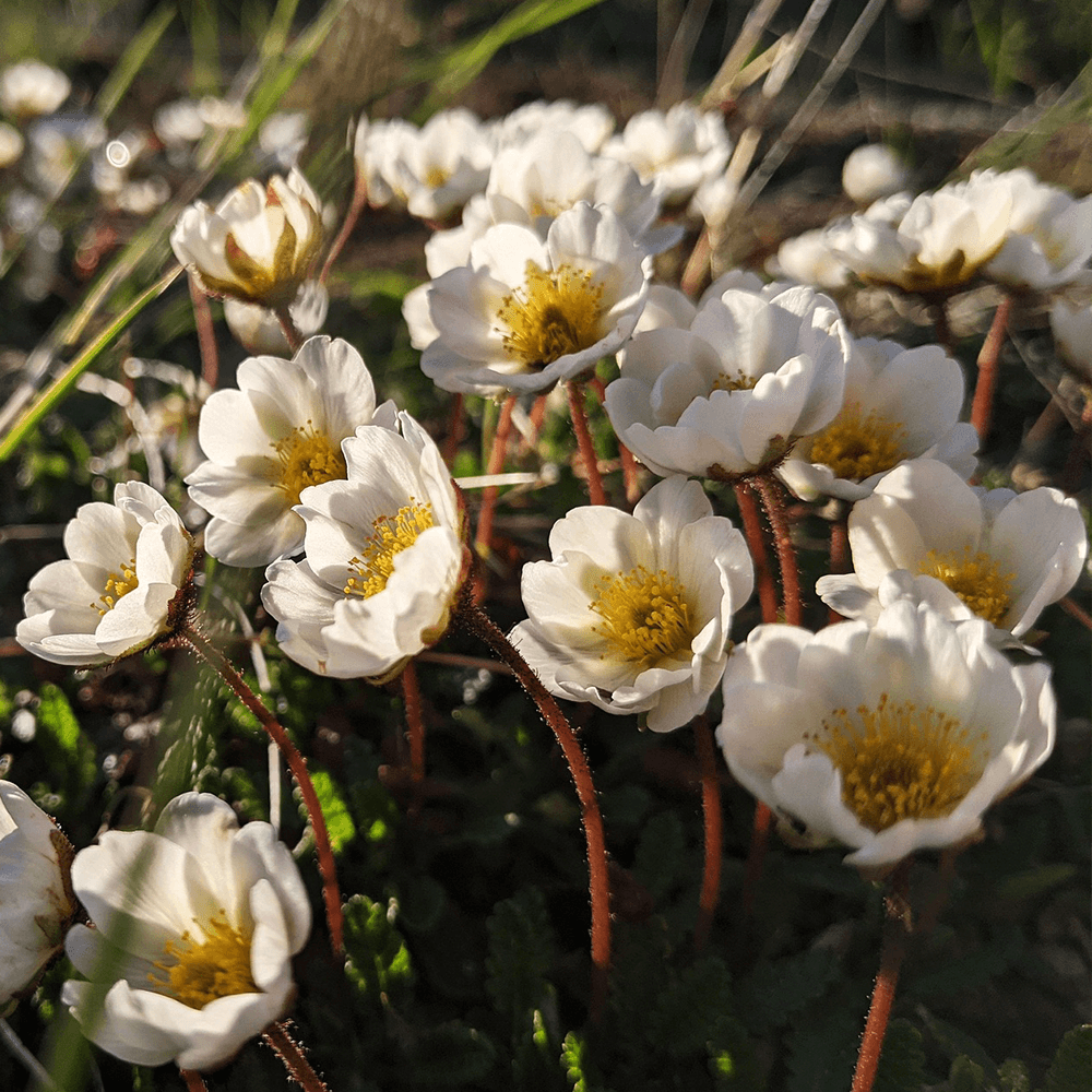 Lapplands landskapsblomma Fjällsippa