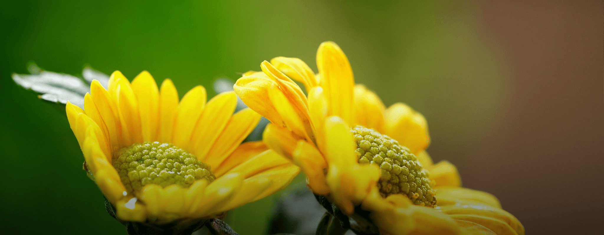 Namnsdagar i oktober