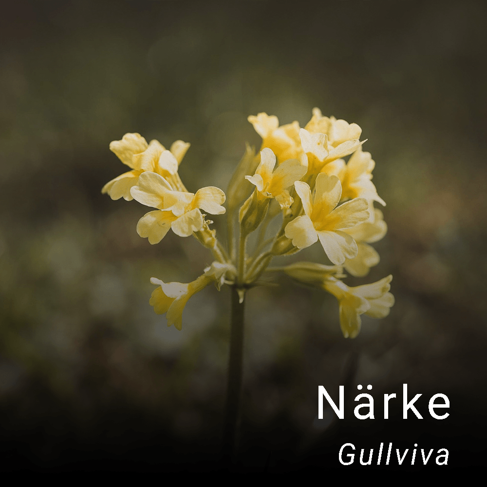 Närkes landskapsblomma
