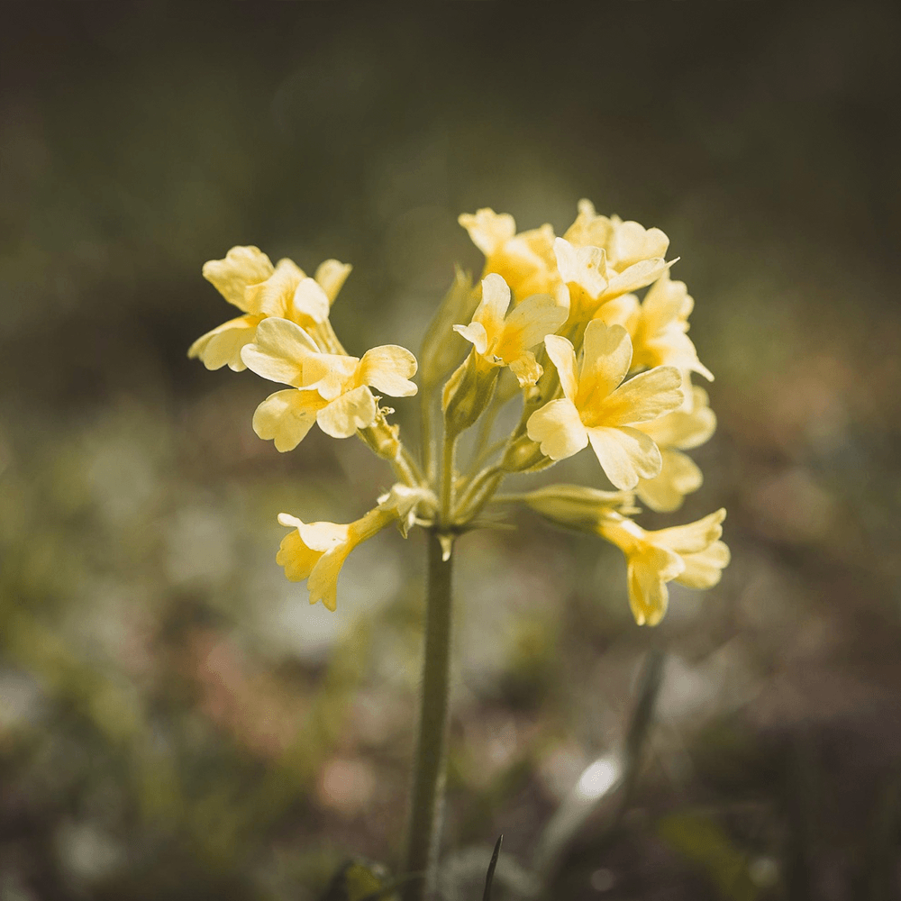 Närkes landskapsblomma gullviva