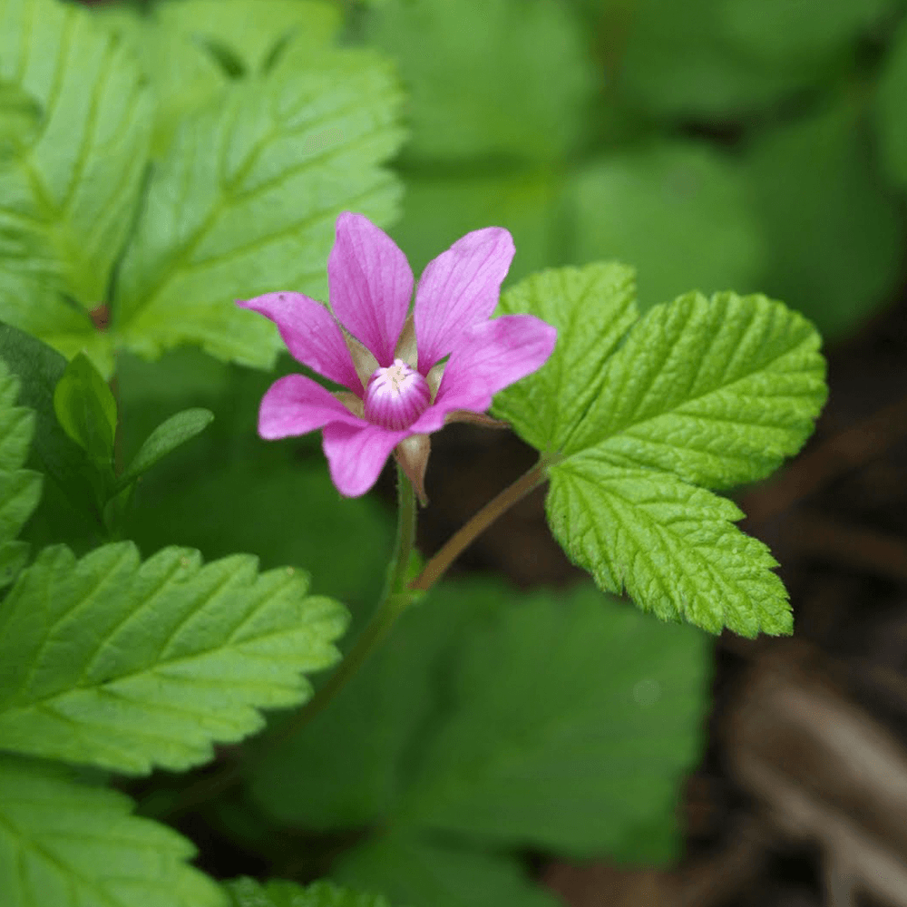 Norrbottens landskapsblomma åkerbär