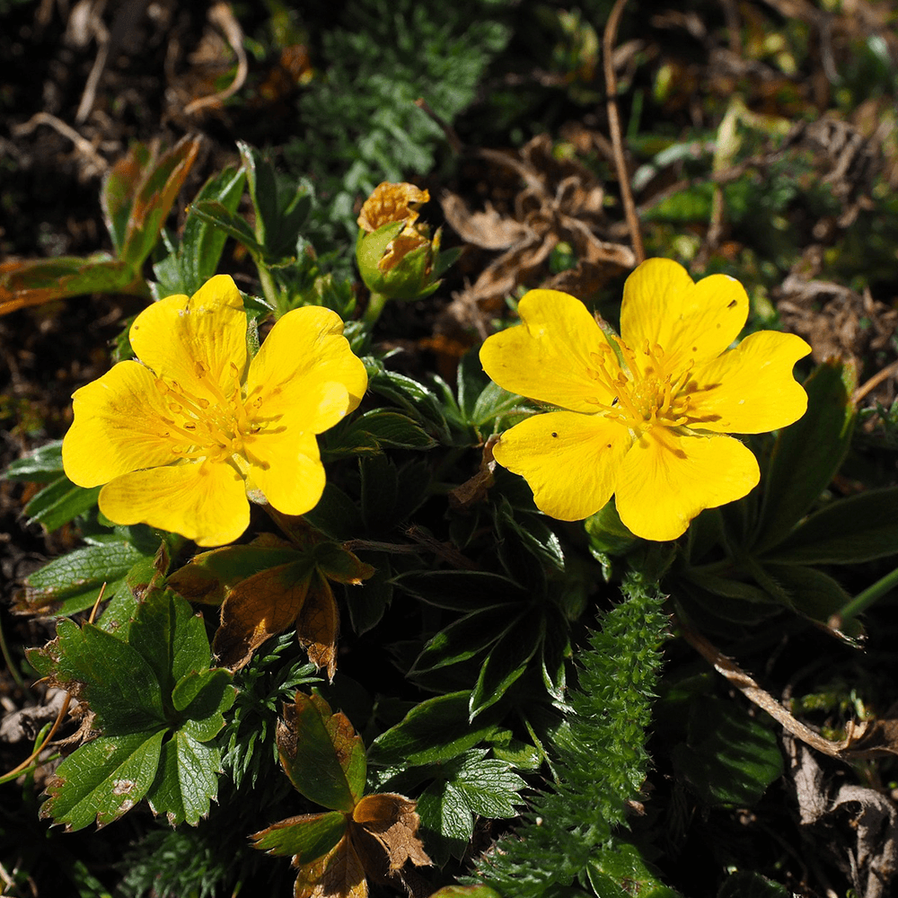 Ölands landskapsblomma ölandssolvända
